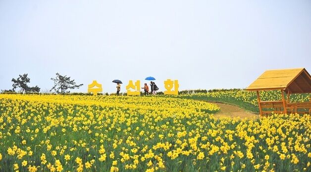 2025 섬 수선화 축제