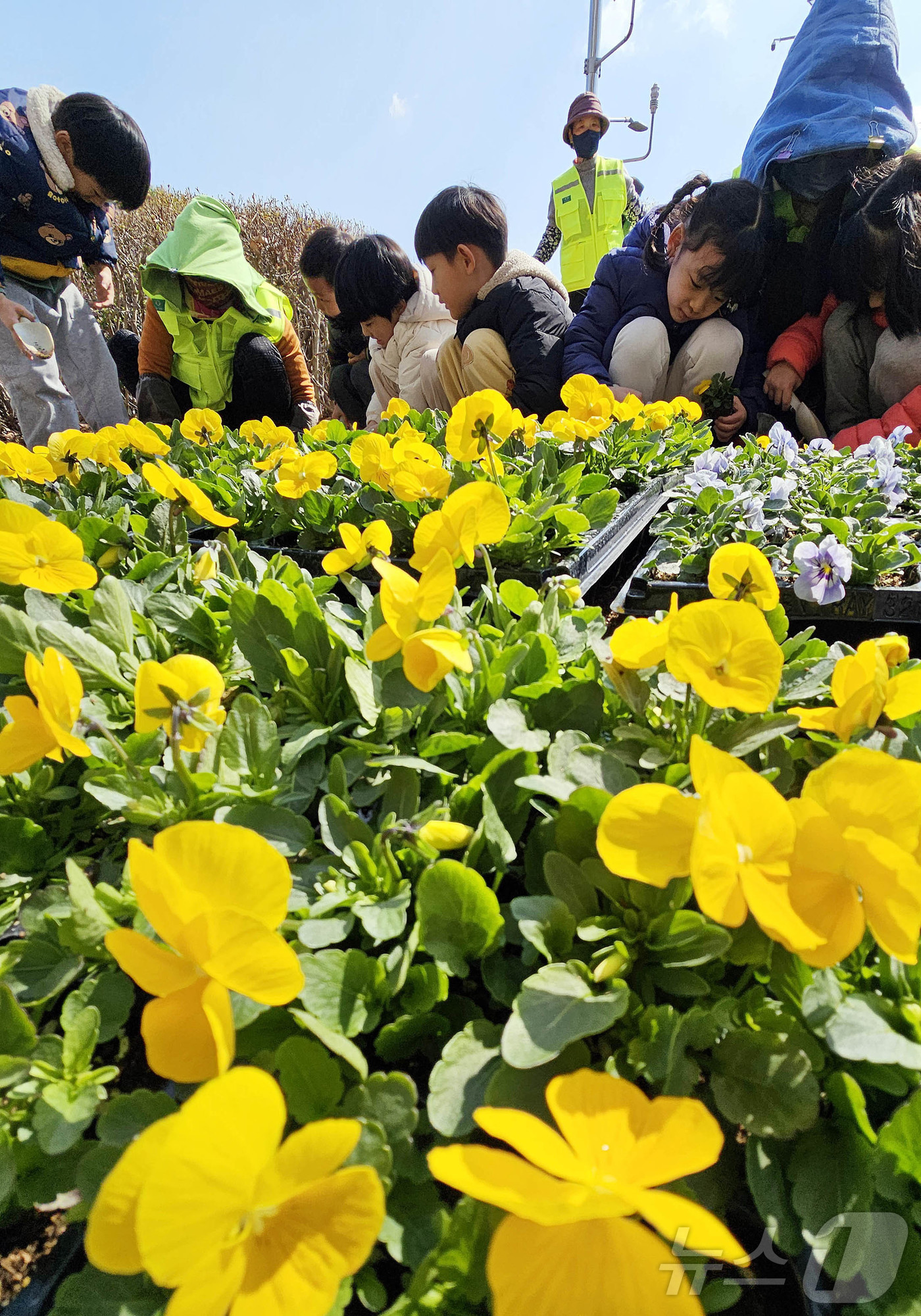 (광주=뉴스1) 박지현 기자 = 17일 광주 북구청 광장에서 공원녹지17일 광주 북구청 광장에서 공원녹지과 도시녹화팀 직원들과 북구청직장어린이집 아이들이 따뜻한 봄 햇살아래 팬지, …