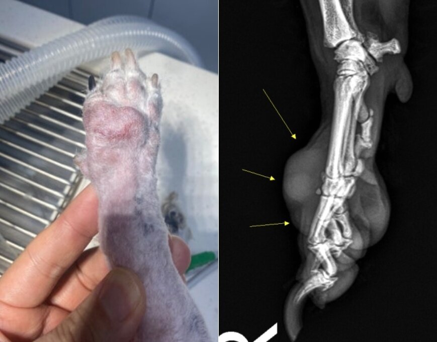 본문 이미지 - 13살 비숑프리제 소미의 오른쪽 앞발 발등에 생긴 악성 종양의 방사선 사진 (병원 제공) ⓒ 뉴스1