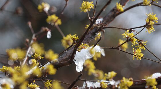 산수유꽃 위에 쌓인 눈