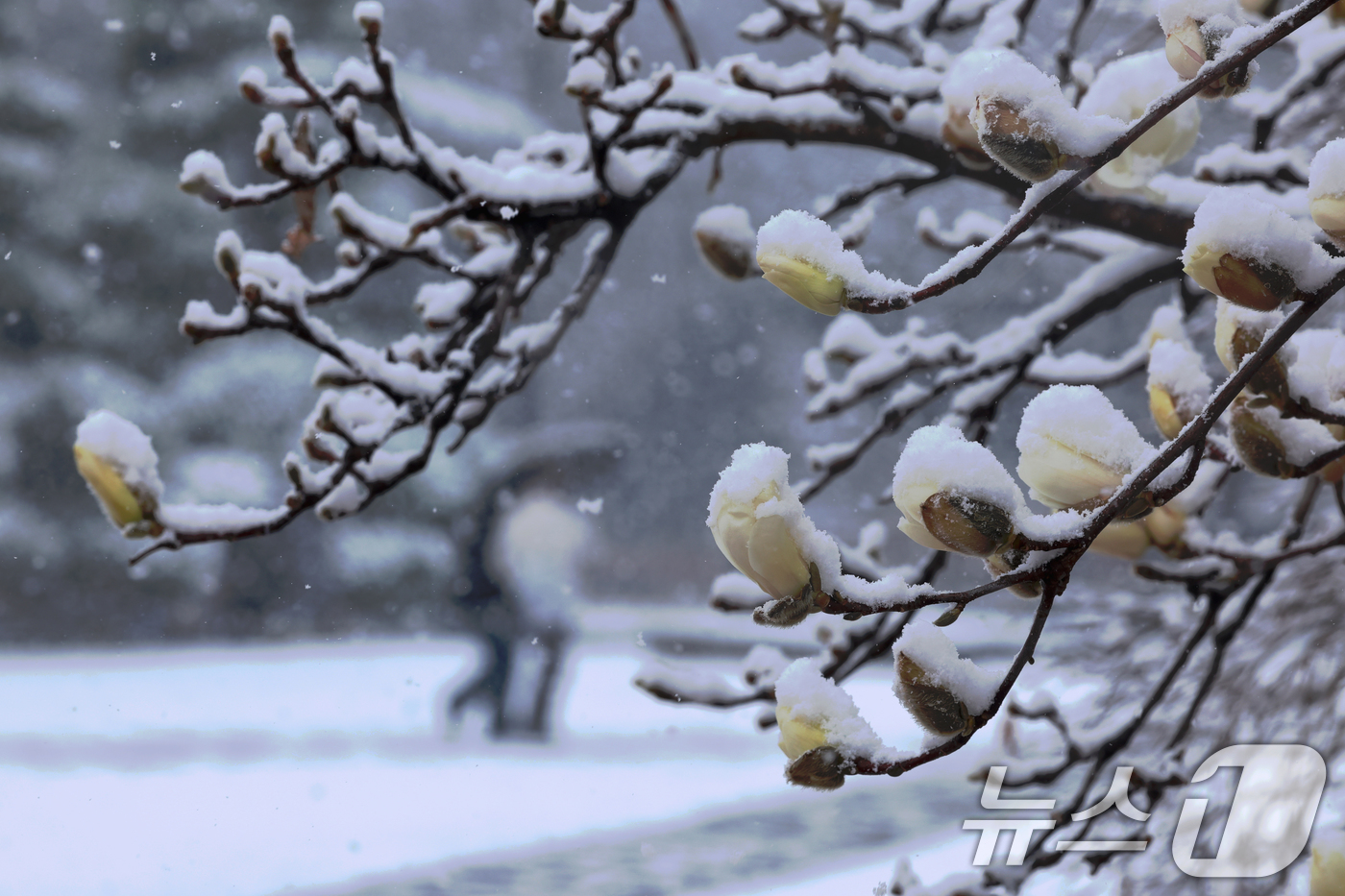 (광주=뉴스1) 김태성 기자 = 많은 눈이 내린 18일 오전 광주시 전남대학교 교정에 핀 목련꽃 위로 눈이 소복하게 쌓여 있다. 2025.3.18/뉴스1