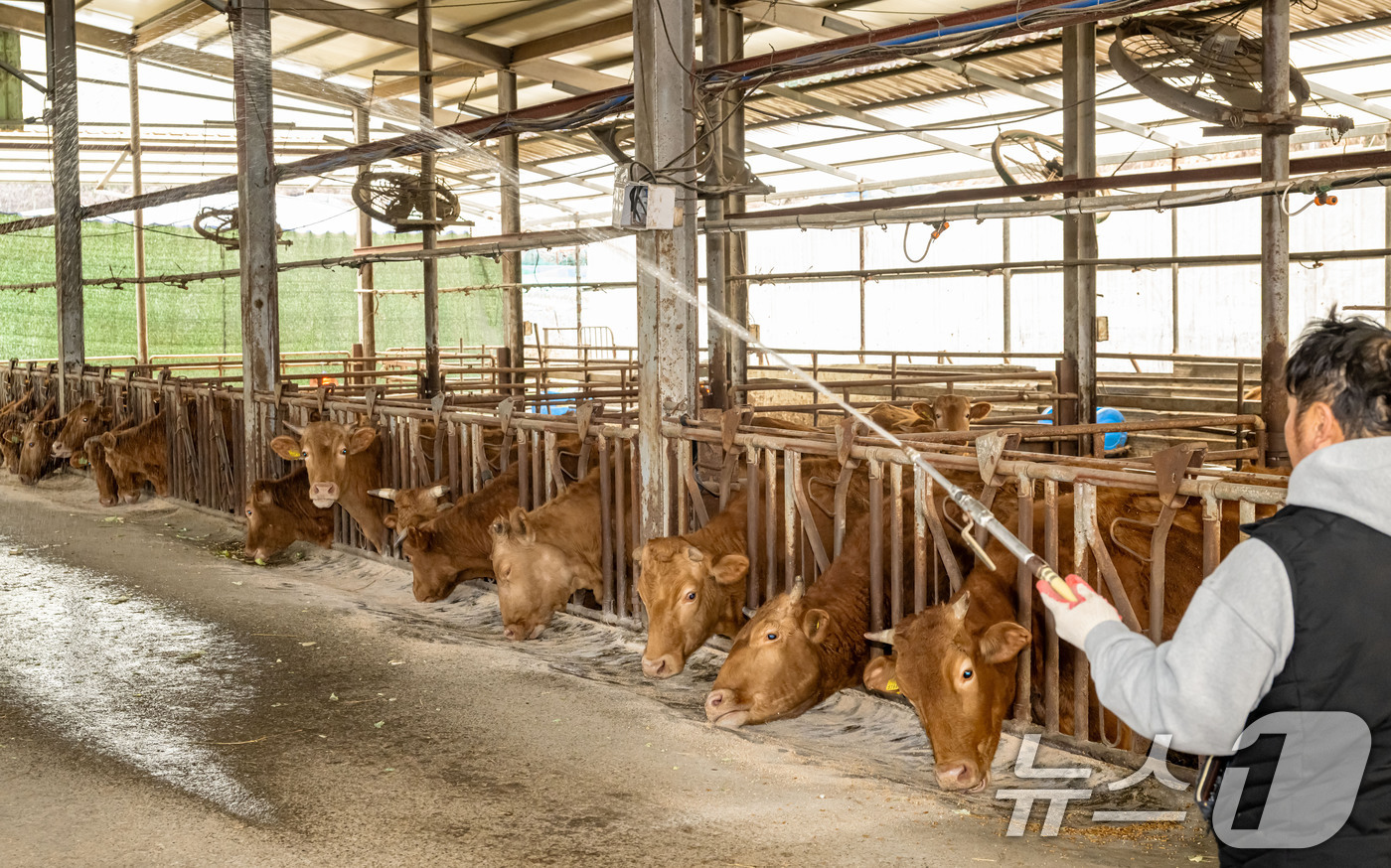 (부산=뉴스1) 윤일지 기자 = 18일 부산 기장군 철마면 한 한우농장에서 농장주가 구제역 예방을 위해 소독약을 뿌리고 있다. 2025.3.18/뉴스1