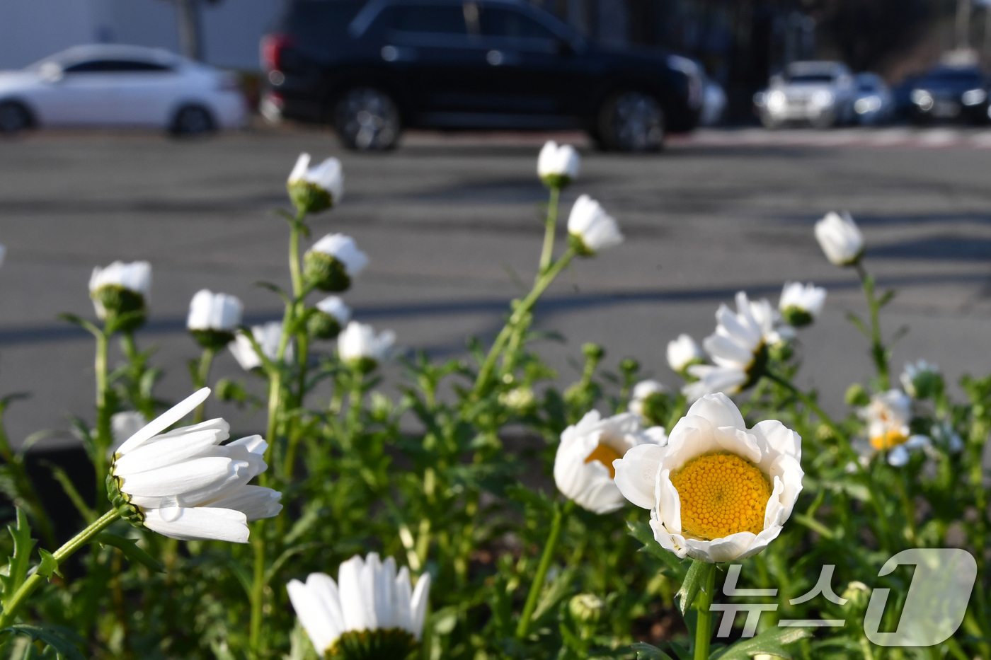 (포항=뉴스1) 최창호 기자 = 19일 오전 경북 포항시 남구 시청 광장 앞 화분에 식재된 봄꽃들이 시민들의 아침 출근길을 반기고 있다. 2025.3.19/뉴스1