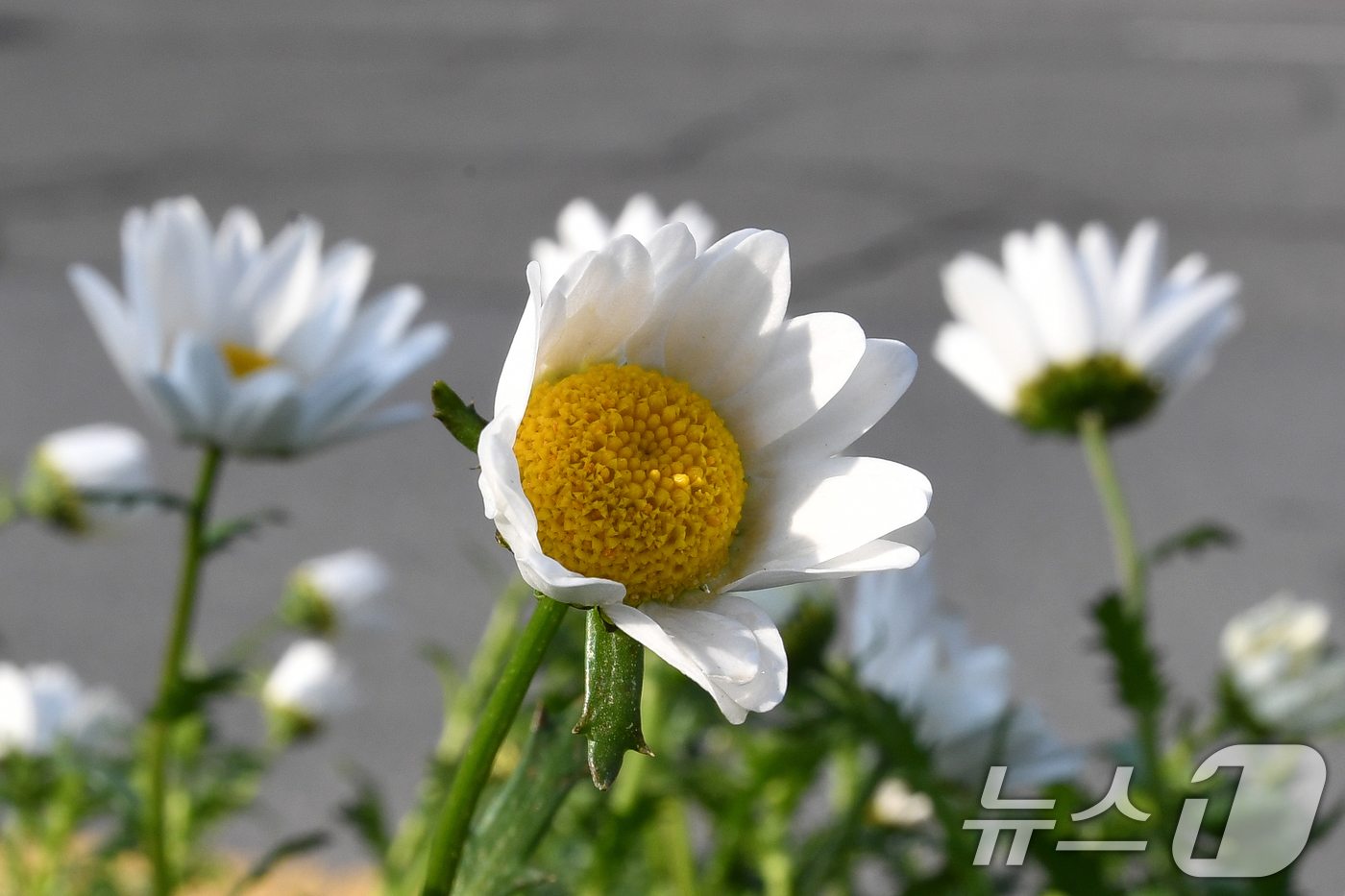 (포항=뉴스1) 최창호 기자 = 19일 오전 경북 포항시 남구 시청 광장 앞 화분에 식재된 봄꽃들이 시민들의 아침 출근길을 반기고 있다. 2025.3.19/뉴스1