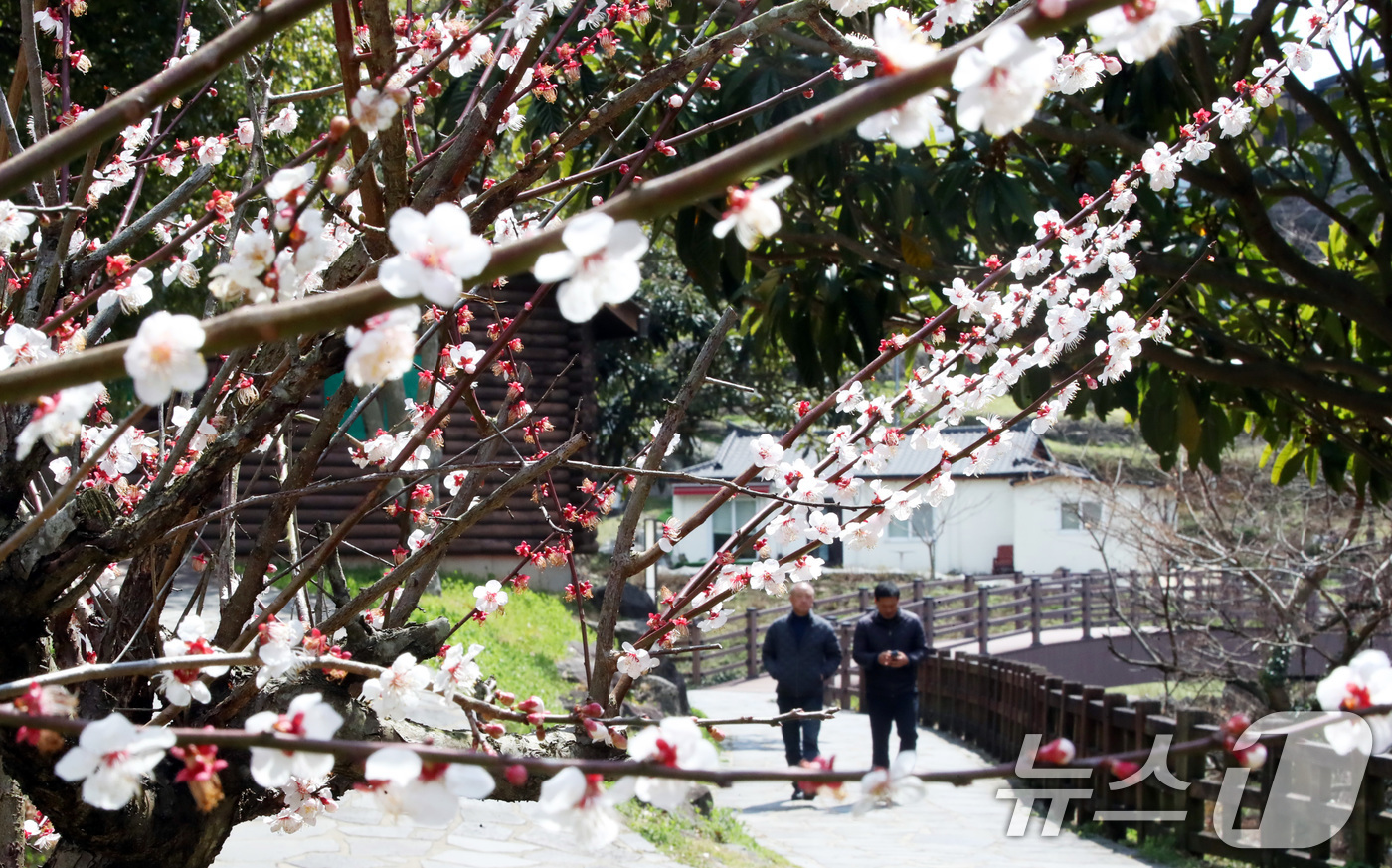 (서귀포=뉴스1) 오현지 기자 = 절기상 춘분(春分)을 하루 앞둔 19일 오전 제주 서귀포시 서홍동 걸매생태공원에 매화가 활짝 펴 시선을 사로잡고 있다. 2025.3.19/뉴스1