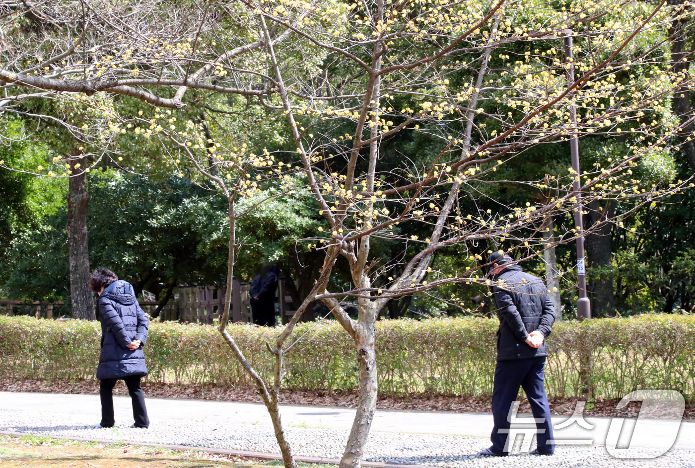 (서귀포=뉴스1) 오현지 기자 = 절기상 춘분(春分)을 하루 앞둔 19일 오전 제주 서귀포시 서홍동 걸매생태공원 산수유 나무 뒤로 시민들이 맨발 걷기를 하고 있다. 2025.3.1 …