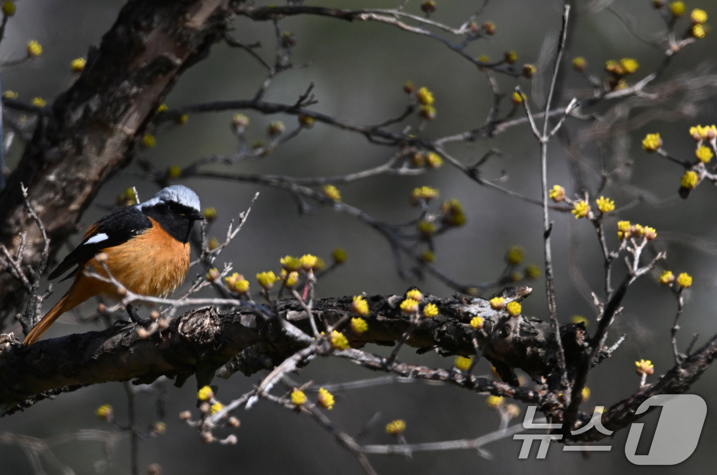 (서울=뉴스1) = 절기상 춘분을 하루 앞둔 19일 경남 거창군에 긴 겨울을 이겨 내고 꽃망울을 터트린 산수유꽃 사이로 딱새 한 마리가 날아와 앉아 있다. (거창군 제공. 재판매 …