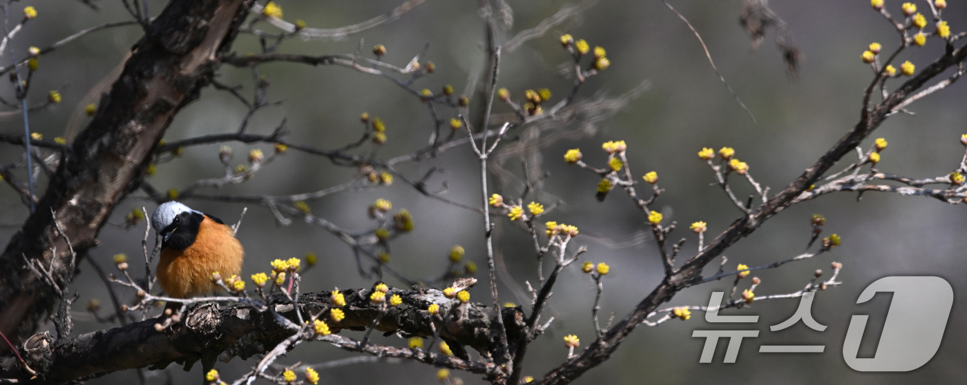 (서울=뉴스1) = 절기상 춘분을 하루 앞둔 19일 경남 거창군에 긴 겨울을 이겨 내고 꽃망울을 터트린 산수유꽃 사이로 딱새 한 마리가 날아와 앉아 있다. (거창군 제공. 재판매 …