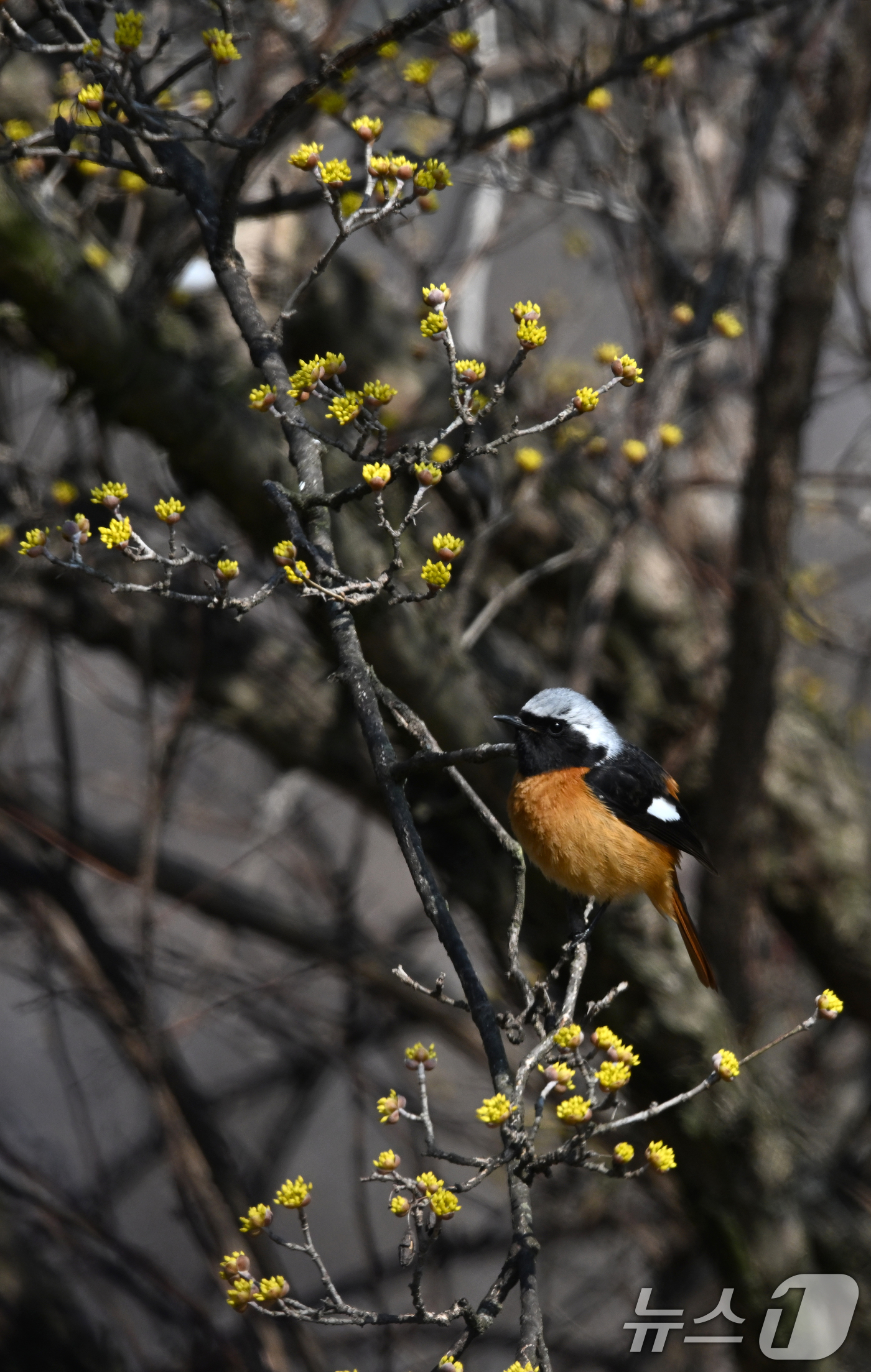 (서울=뉴스1) = 절기상 춘분을 하루 앞둔 19일 경남 거창군에 긴 겨울을 이겨 내고 꽃망울을 터트린 산수유꽃 사이로 딱새 한 마리가 날아와 앉아 있다. (거창군 제공. 재판매 …