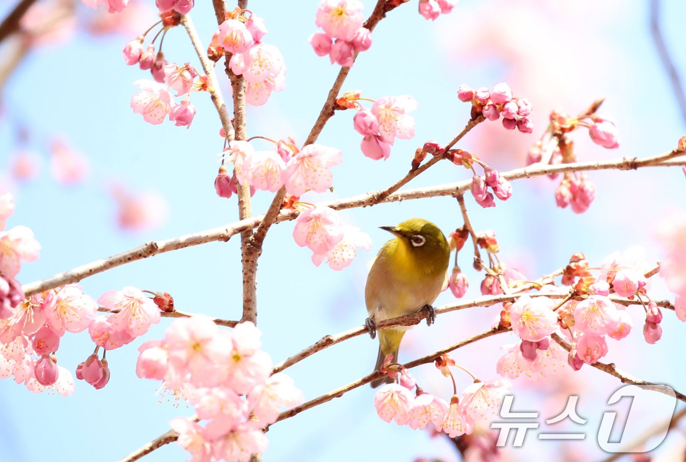 (부산=뉴스1) 윤일지 기자 = 낮과 밤의 길이가 같아진다는 절기상 춘분(春分)을 하루 앞둔 19일 부산 수영구 배화학교에서 동박새가 꽃망울을 터뜨린 벚꽃 꿀을 따 먹고 있다. 2 …
