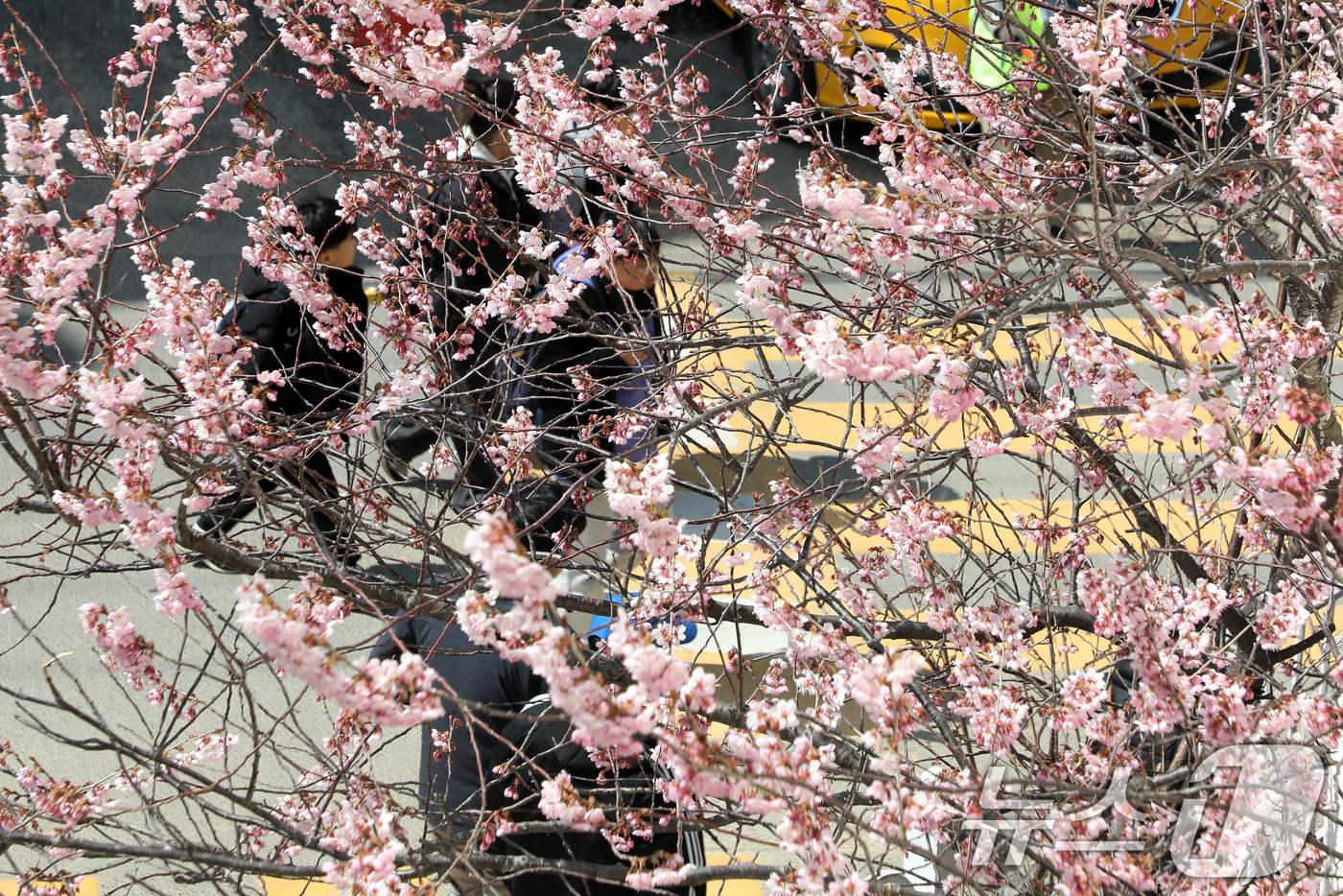 (부산=뉴스1) 윤일지 기자 = 낮과 밤의 길이가 같아진다는 절기상 춘분(春分)을 하루 앞둔 19일 부산 수영구 배화학교 화단에 벚꽃이 꽃망울을 터뜨려 눈길을 끌고 있다.  202 …