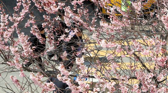 '봄이 왔어요'…부산 벚꽃 개화