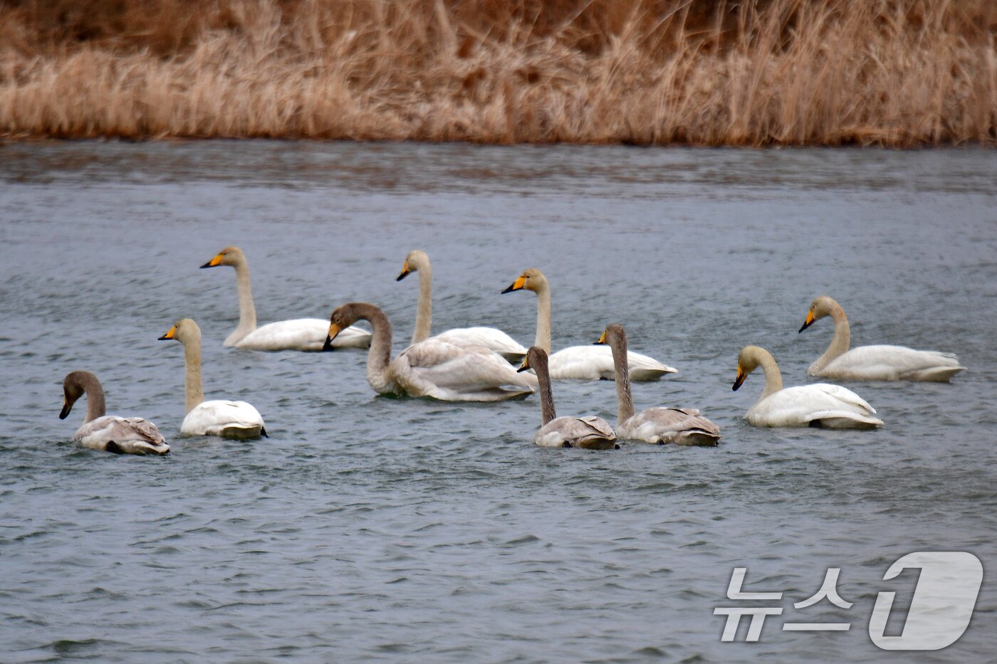 본문 이미지 - 2일 오후 경북 포힝시 북구 흥해읍 곡강생태하천에서 천연기념물 제201호인 큰고니들이 고향으로 돌아갈 준비를 하고 있다. 2025.3.2/뉴스1 ⓒ News1 최창호 기자
