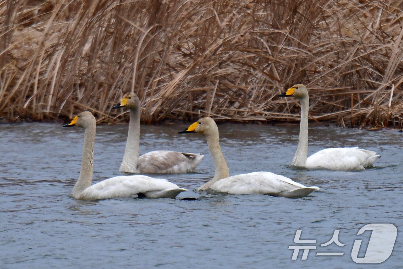 본문 이미지 - 2일 오후 경북 포힝시 북구 흥해읍 곡강생태하천에서 천연기념물 제201호인 큰고니들이  있다. 2025.3.2/뉴스1 ⓒ News1 최창호 기자