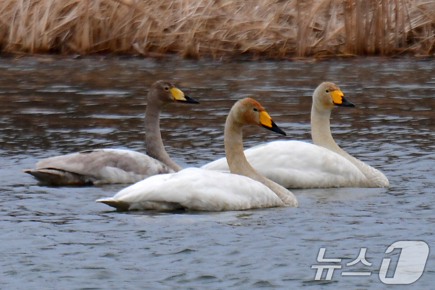 본문 이미지 - 2일 오후 경북 포힝시 북구 흥해읍 곡강생태하천에서 천연기념물 제201호인 큰고니들이 주변을 살피고 있다. 2025.3.2/뉴스1 ⓒ News1 최창호 기자
