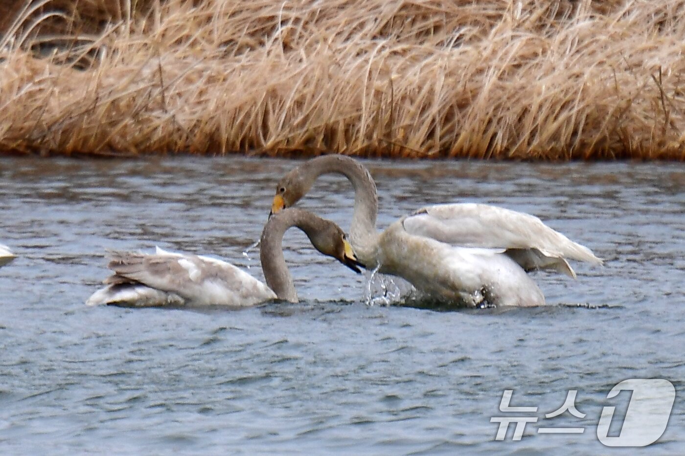 본문 이미지 - 2일 오후 경북 포힝시 북구 흥해읍 곡강생태하천에서 천연기념물 제201호인 큰고니들이 자리다툼을 하고 있다. 2025.3.2/뉴스1 ⓒ News1 최창호 기자