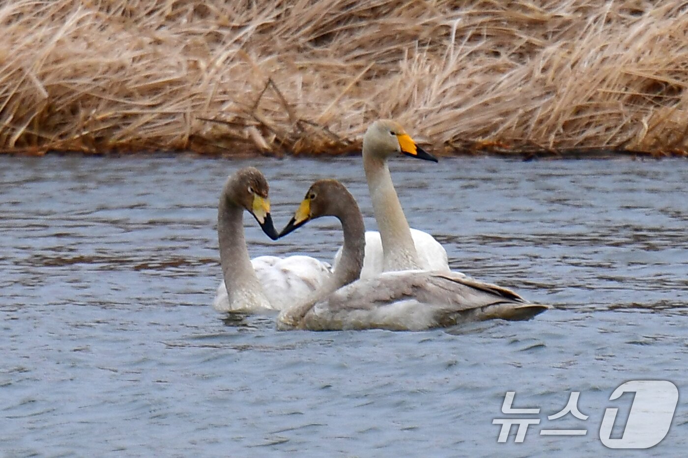 본문 이미지 - 2일 오후 경북 포힝시 북구 흥해읍 곡강생태하천에서 천연기념물 제201호인 큰고니들이 부리를 맞대고 있다. 2025.3.2/뉴스1 ⓒ News1 최창호 기자