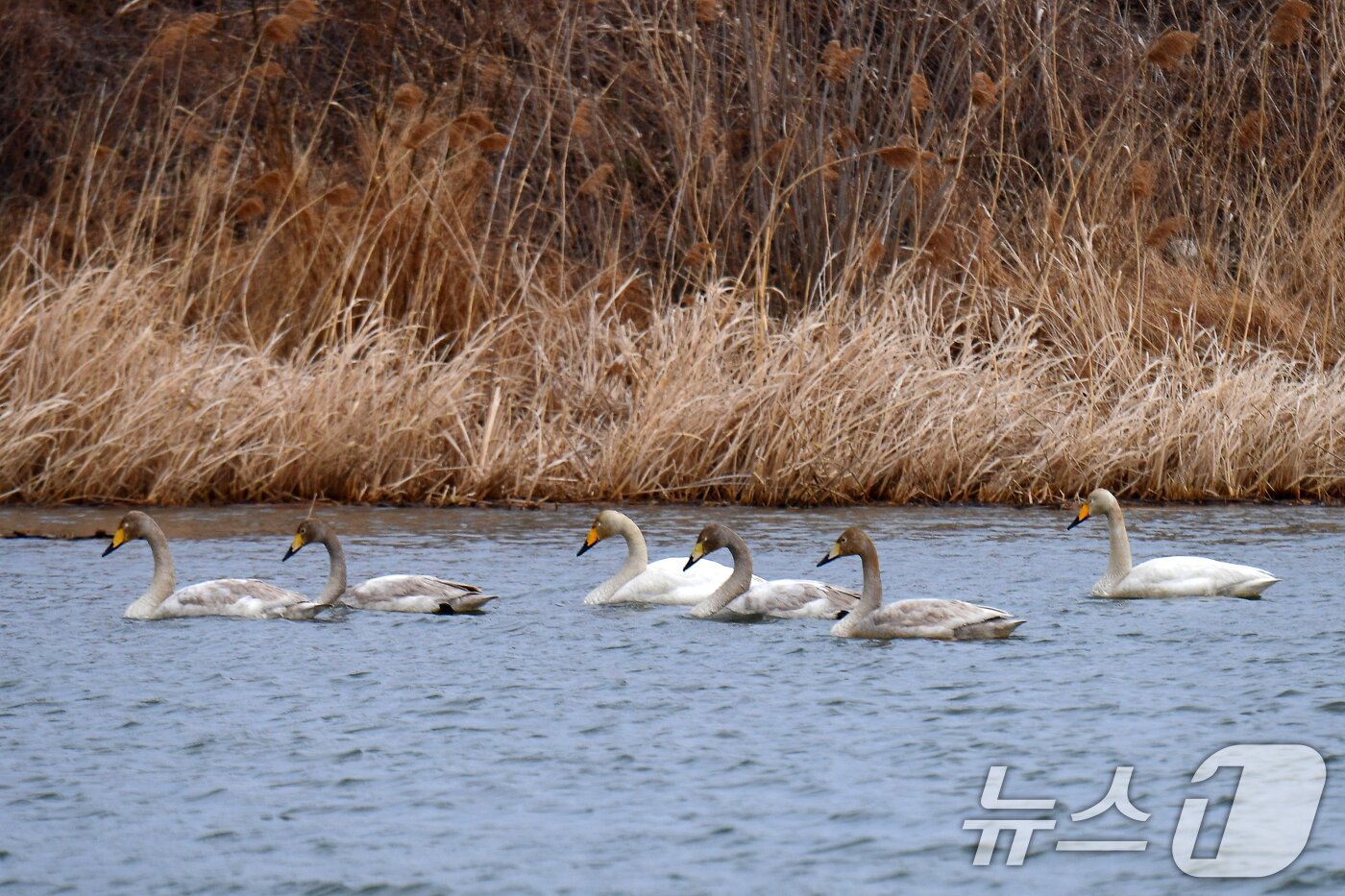 본문 이미지 - 2일 오후 경북 포힝시 북구 흥해읍 곡강생태하천에서 천연기념물 제201호인 큰고니들이 먹잇감을 찾아 다니고 있다. 2025.3.2/뉴스1 ⓒ News1 최창호 기자
