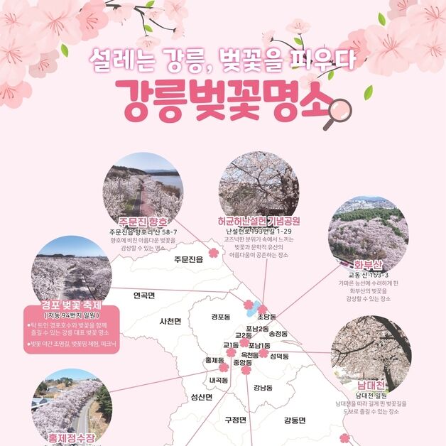 "경포만 있는게 아냐" 강릉의 숨겨진 벚꽃 맛집 어디?