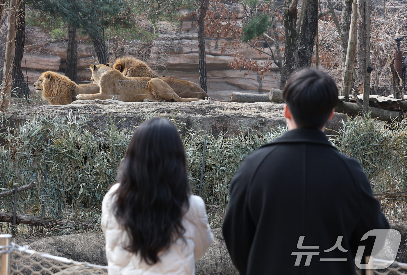 (용인=뉴스1) 김영운 기자 = 에버랜드가 새롭게 선보이는 사파리 도보 탐험 프로그램 '리버 트레일 어드벤처' 운영을 하루 앞둔 20일 오전 경기 용인시 처인구 에버랜드 사파리월드 …