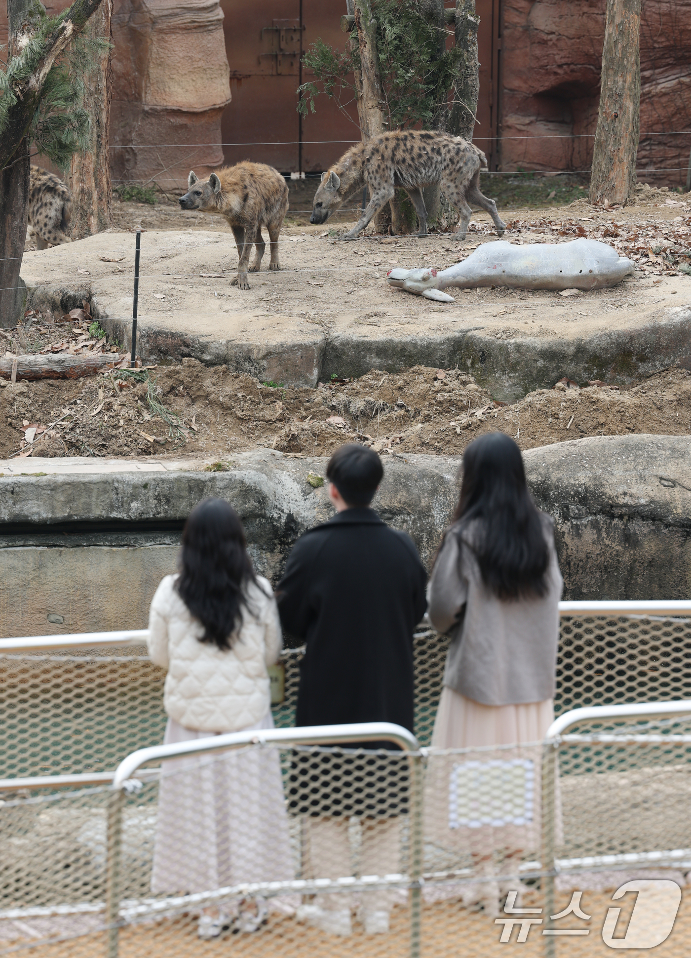 (용인=뉴스1) 김영운 기자 = 에버랜드가 새롭게 선보이는 사파리 도보 탐험 프로그램 '리버 트레일 어드벤처' 운영을 하루 앞둔 20일 오전 경기 용인시 처인구 에버랜드 사파리월드 …