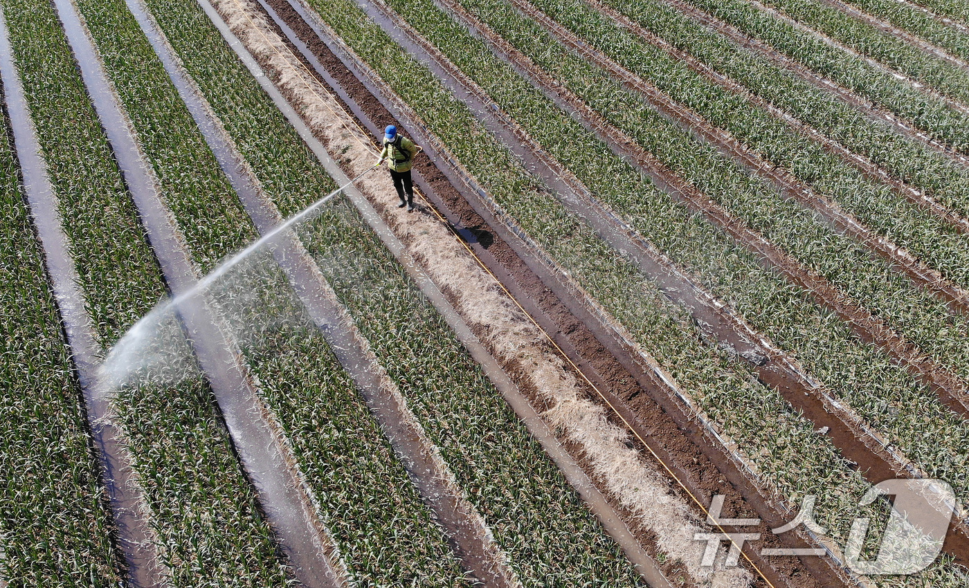 (대구=뉴스1) 공정식 기자 = 절기상 춘분(春分)인 20일 오후 대구 달성군 유가읍 한 마늘밭에서 농부가 마늘 무름병 예방을 위한 방제작업을 하고 있다. 2025.3.20/뉴스1 …