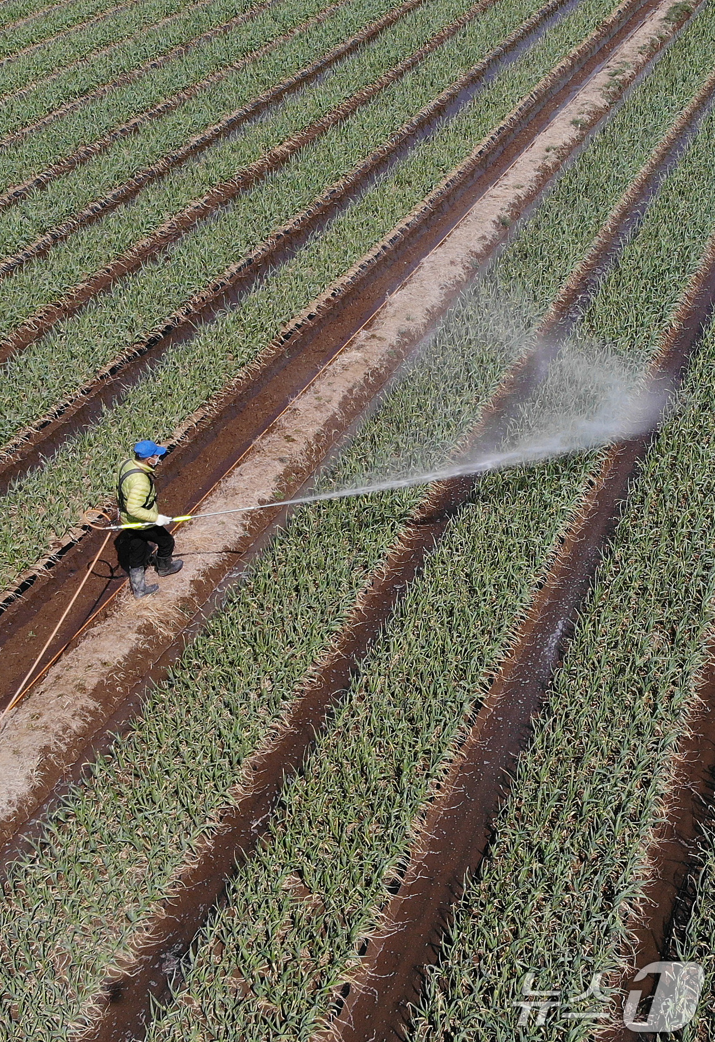(대구=뉴스1) 공정식 기자 = 절기상 춘분(春分)인 20일 오후 대구 달성군 유가읍 한 마늘밭에서 농부가 마늘 무름병 예방을 위한 방제작업을 하고 있다. 2025.3.20/뉴스1 …