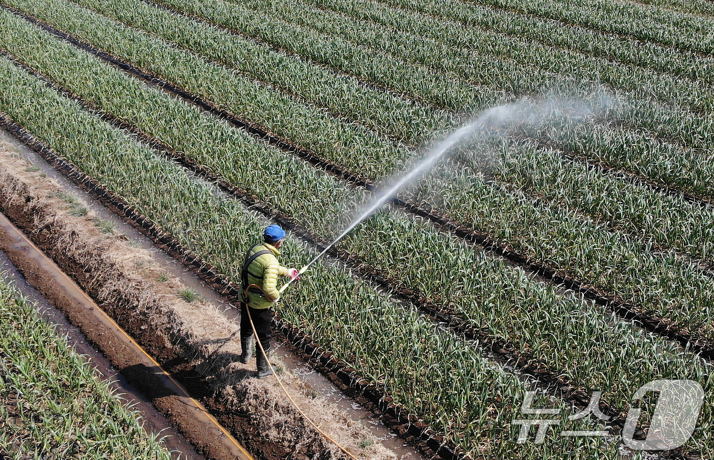 (대구=뉴스1) 공정식 기자 = 절기상 춘분(春分)인 20일 오후 대구 달성군 유가읍 한 마늘밭에서 농부가 마늘 무름병 예방을 위한 방제작업을 하고 있다. 2025.3.20/뉴스1 …