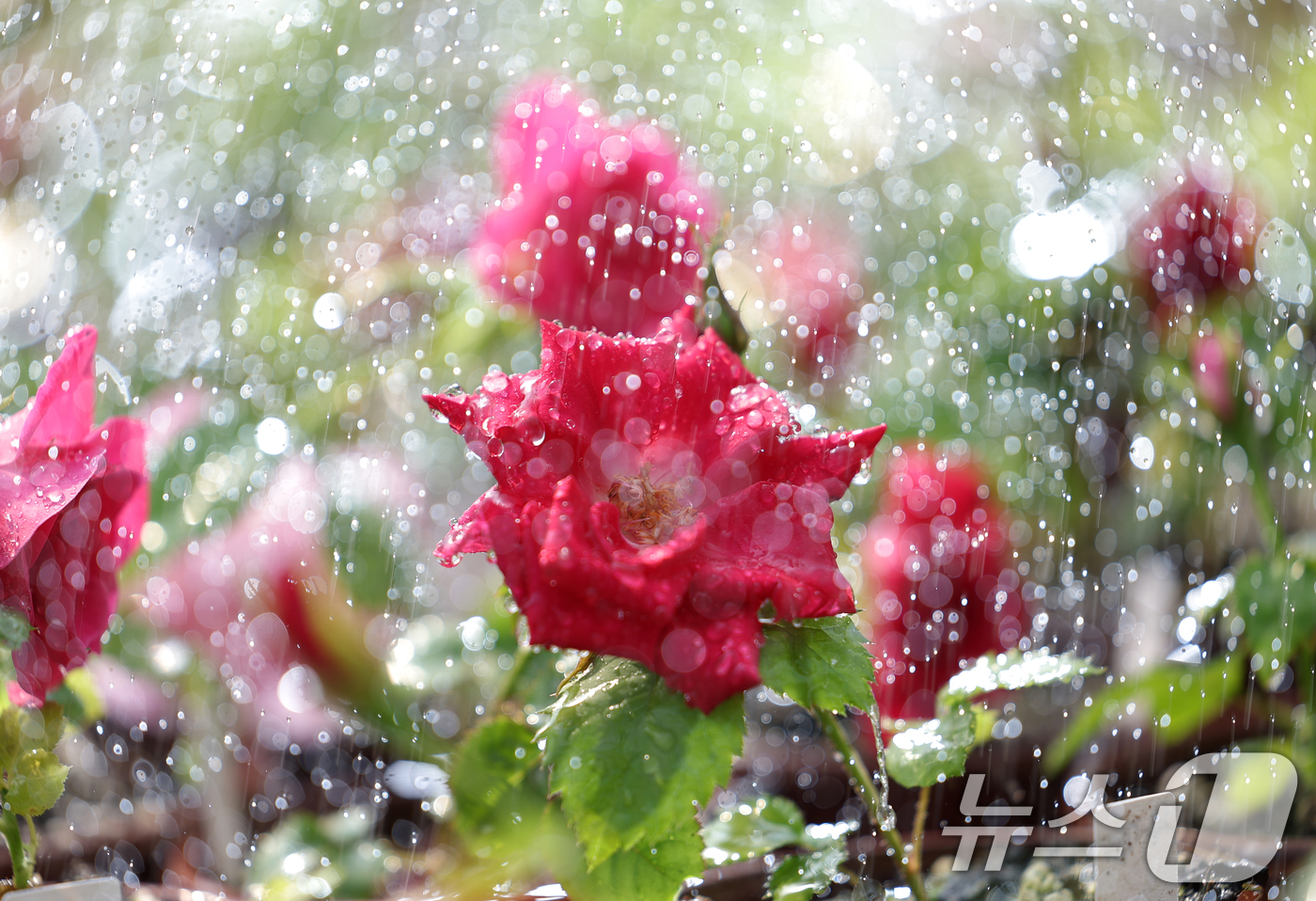 (화성=뉴스1) 김영운 기자 = 세계 물의 날을 이틀 앞둔 20일 오후 경기 화성시 경기도농업기술원에서 연구시험용 장미에 직원들이 물을 뿌리고 있다.세계 물의 날은 인구와 경제활동 …