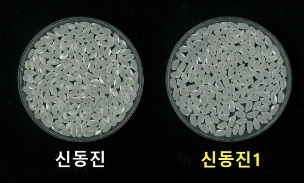 농진청, 서로 닮은 '신동진'과 '신동진1' 품종 판별 기술 개발