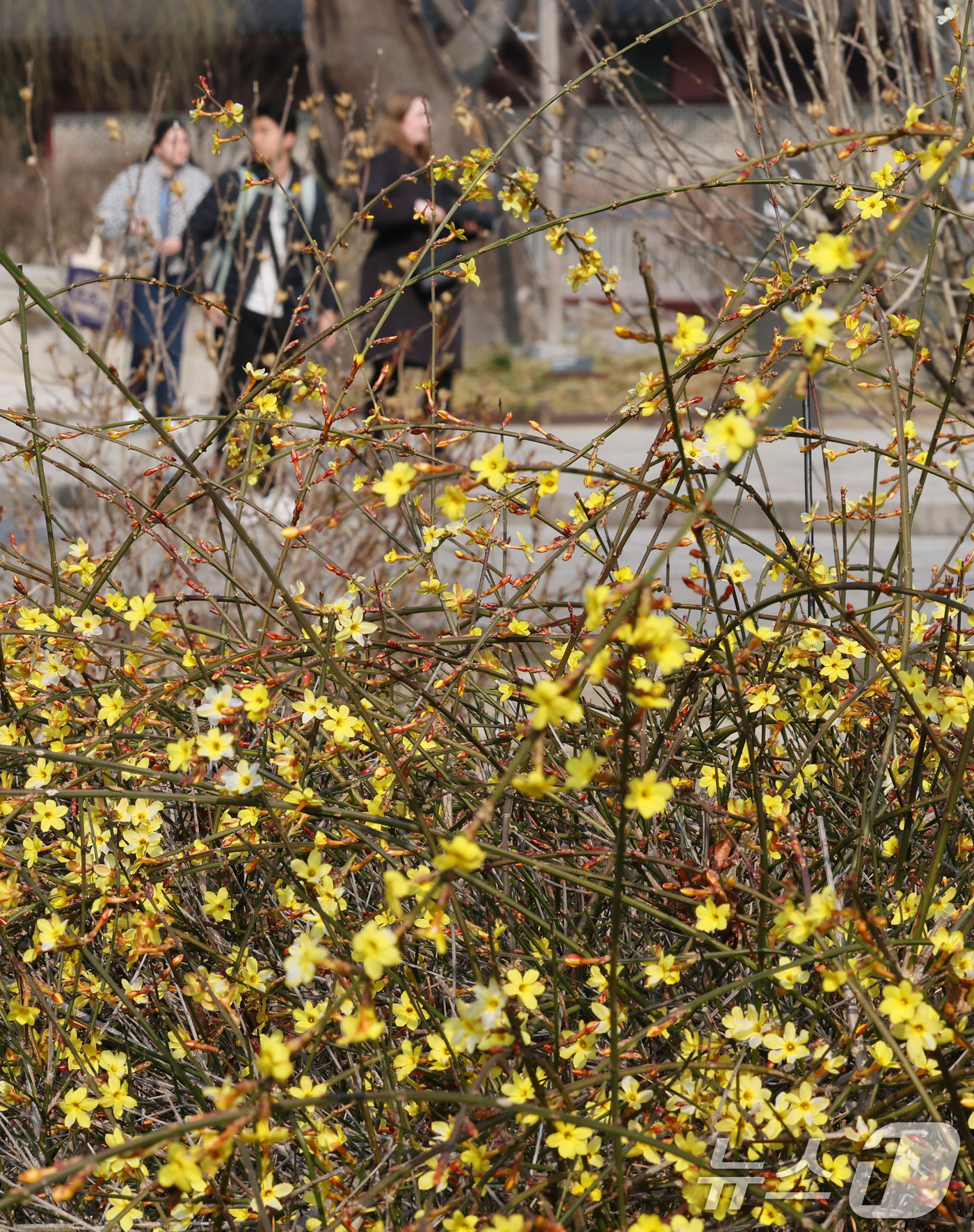 (서울=뉴스1) 박세연 기자 = 서울의 최고기온이 17도까지 오르는 등 완연한 봄날씨를 보인 21일 서울 종로구 창덕궁에 봄의 전령 영춘화가 활짝 피어있다.  2025.3.21/뉴 …