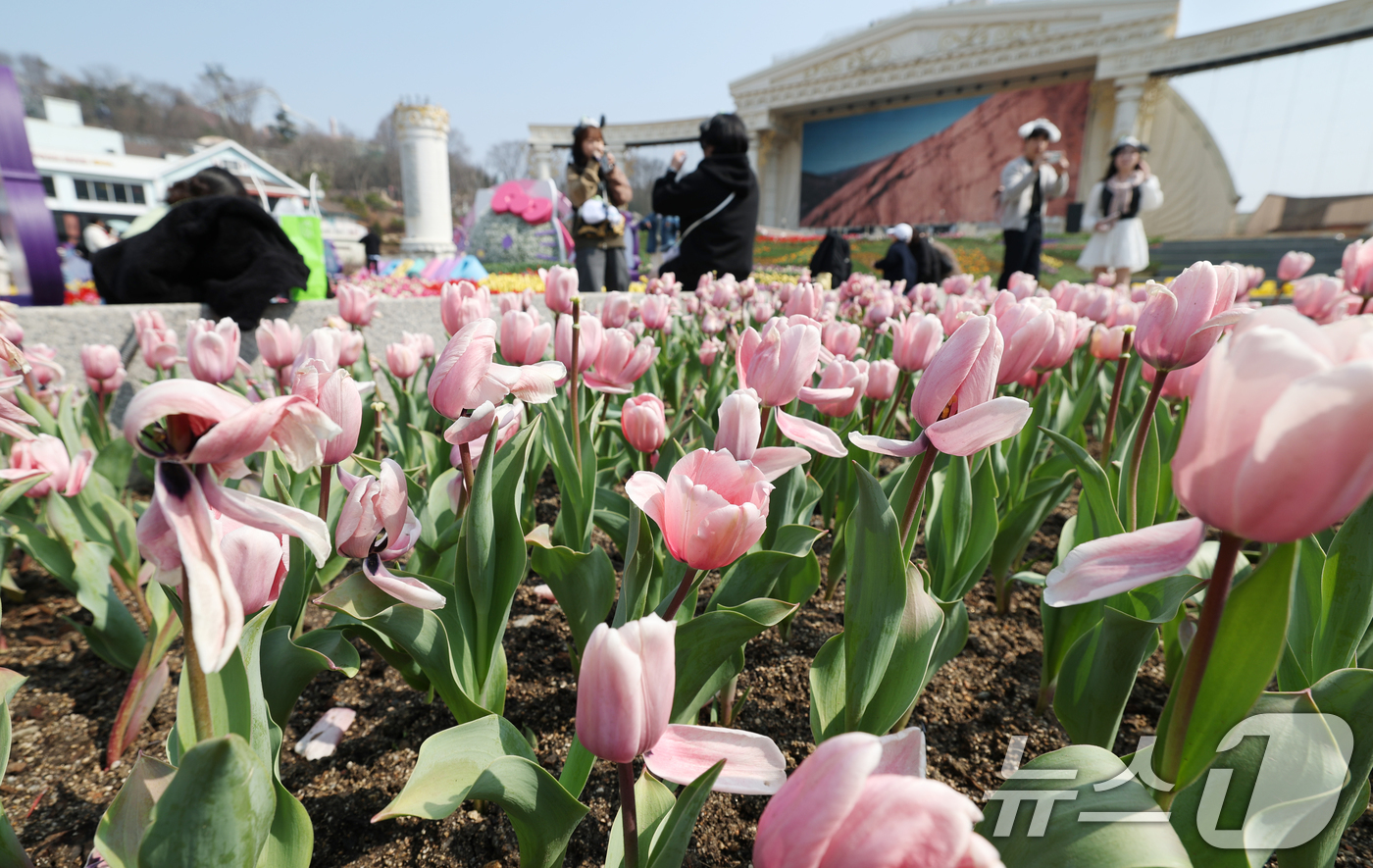 (용인=뉴스1) 김영운 기자 = 에버랜드 튤립축제가 개막한 21일 경기 용인시 처인구 에버랜드 포시즌스가든을 찾은 시민들이 튤립 사이에서 추억을 남기고 있다. 2025.3.21/뉴 …
