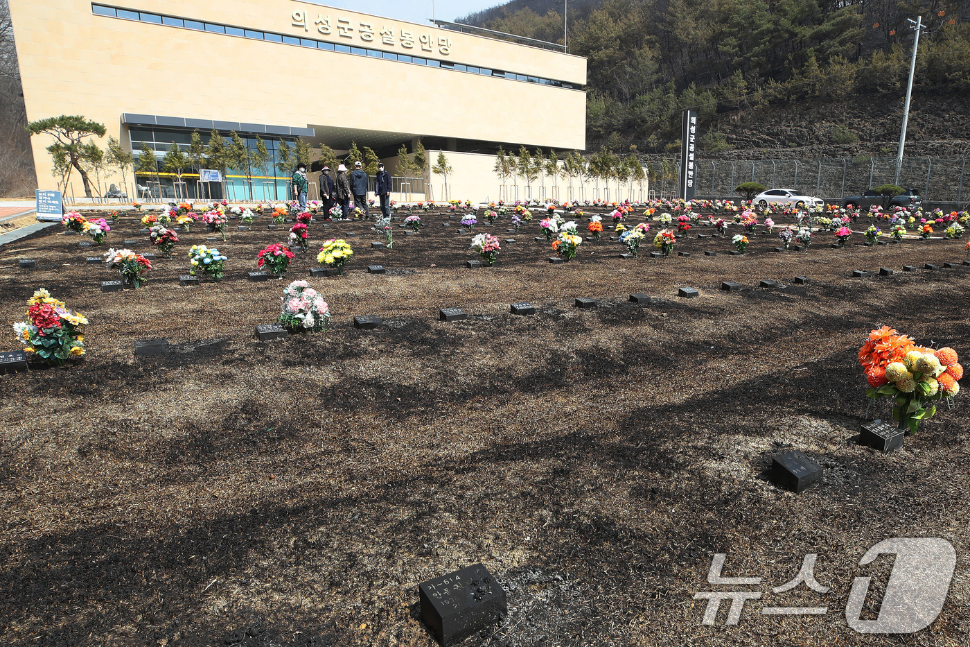 (의성=뉴스1) 공정식 기자 = 23일 오전 경북 의성군 의성읍 의성군공설봉안당 앞 추모공원에 산불이 옮겨붙어 잔디가 검게 그을려 있다. 일부 비석은 화염에 훼손되기도 했다. 20 …