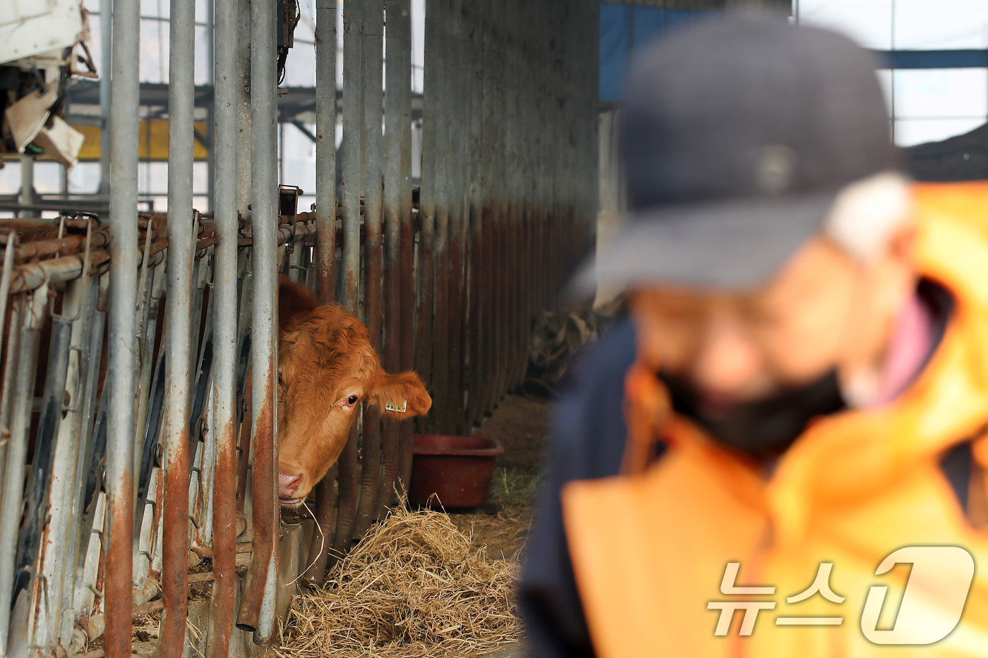 (의성=뉴스1) 공정식 기자 = 경북 의성 산불이 이틀째 이어진 23일 오전 경북 의성군 단촌면 한 우사에서 노인이 소 곁을 떠나지 못한 채 안절부절못하고 있다. 2025.3.23 …