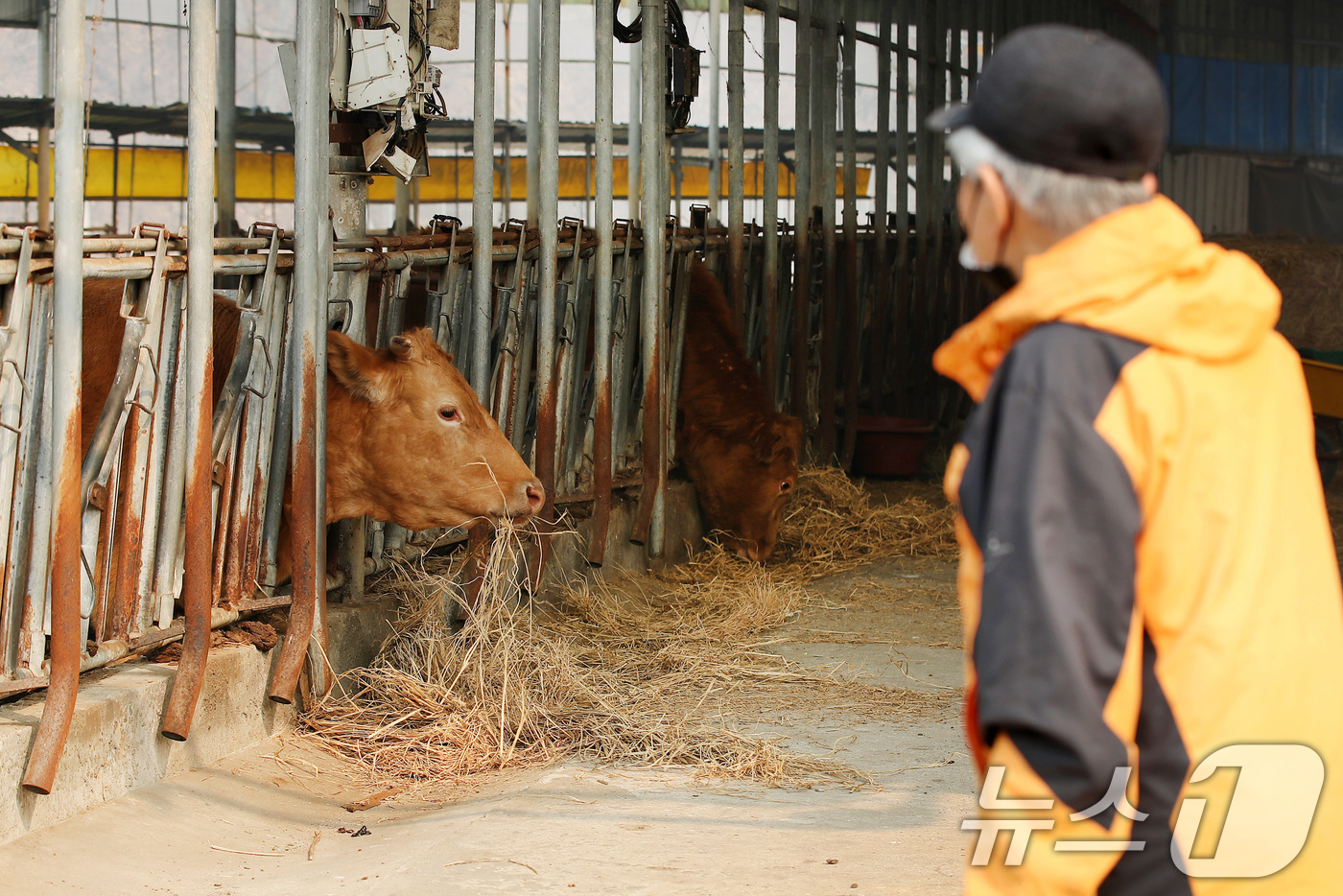 (의성=뉴스1) 공정식 기자 = 경북 의성 산불이 이틀째 이어진 23일 오전 경북 의성군 단촌면 한 우사에서 노인이 소 곁을 떠나지 못한 채 안절부절못하고 있다. 2025.3.23 …