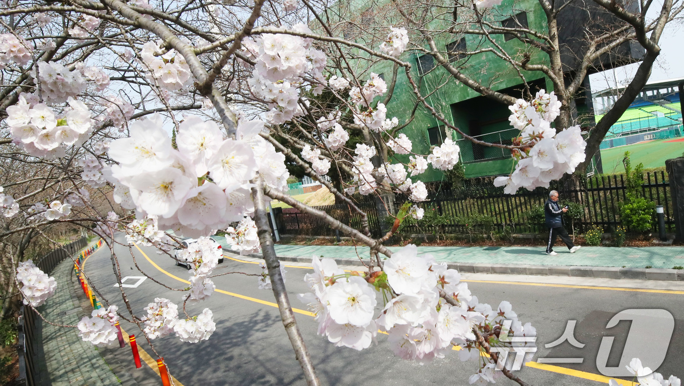(제주=뉴스1) 오현지 기자 = 포근한 날씨를 보이는 22일 오전 제주시 오라1동 인근 벚나무에 벚꽃이 만개해 시선을 끌고 있다. 2025.3.24/뉴스1