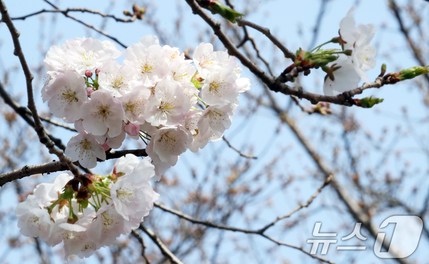 (제주=뉴스1) 오현지 기자 = 포근한 날씨를 보이는 22일 오전 제주시 오라1동 인근 벚나무에 벚꽃이 만개해 시선을 끌고 있다. 2025.3.24/뉴스1