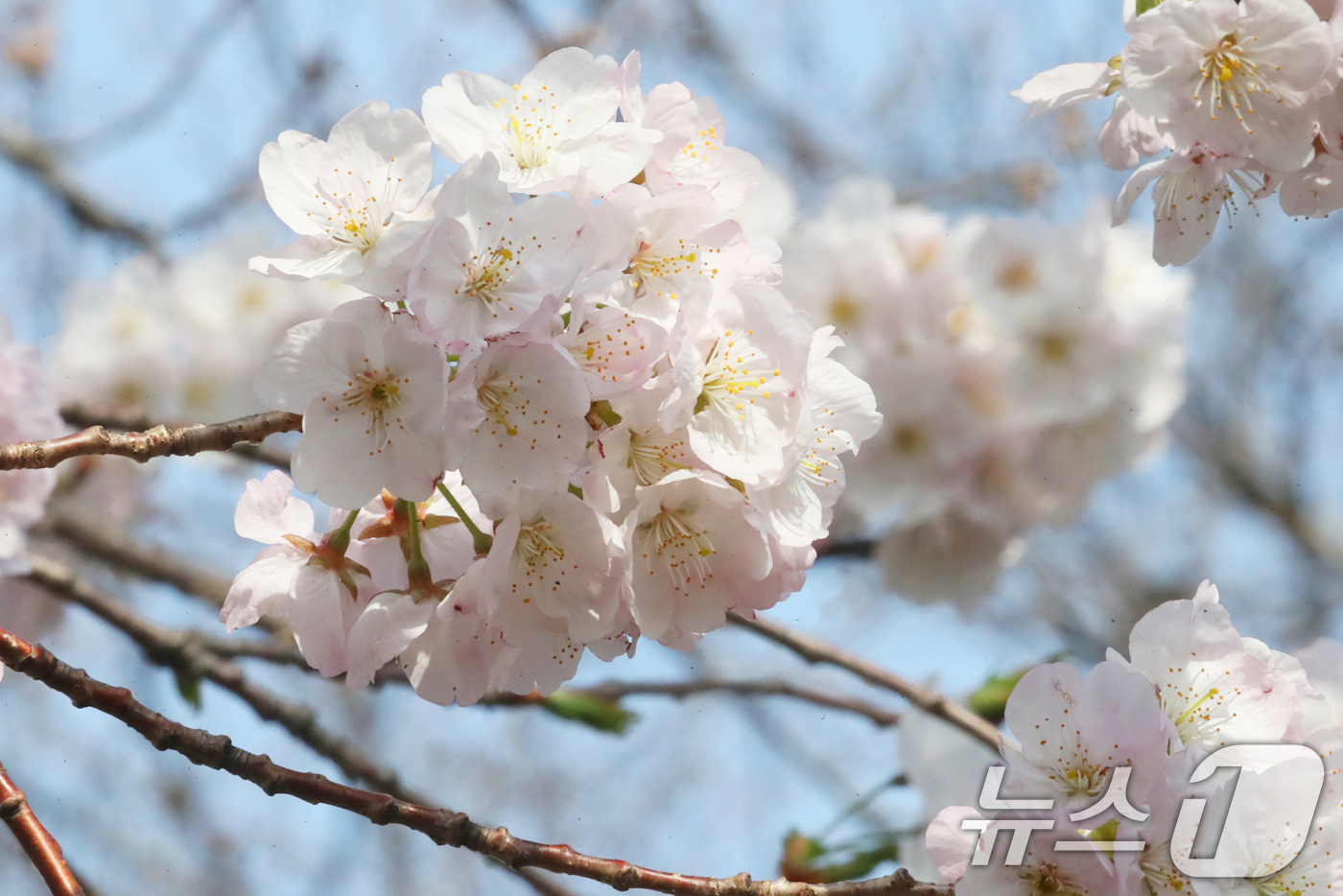 (제주=뉴스1) 오현지 기자 = 포근한 날씨를 보이는 22일 오전 제주시 오라1동 인근 벚나무에 벚꽃이 만개해 시선을 끌고 있다. 2025.3.24/뉴스1