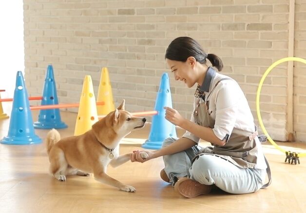 건국대, 반려동물 유치원·미용실 운영 노하우 및 실전 과정 연다