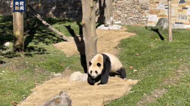 본문 이미지 - 25일 쓰촨성 워룽 선수핑 자이언트 판다원에 모습을 드러낸 푸바오. (CCTV갈무리)