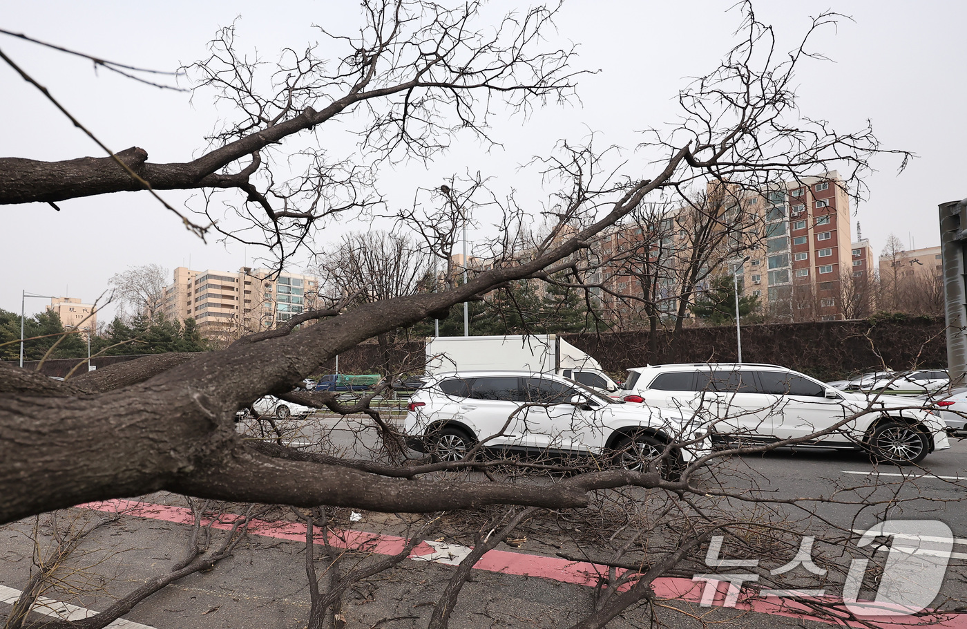 (서울=뉴스1) 김성진 기자 = 25일 서울 올림픽대로 김포방향 한남대교 인근에서 나무가 쓰러져 차량들이 서행하고 있다. 2025.3.25/뉴스1