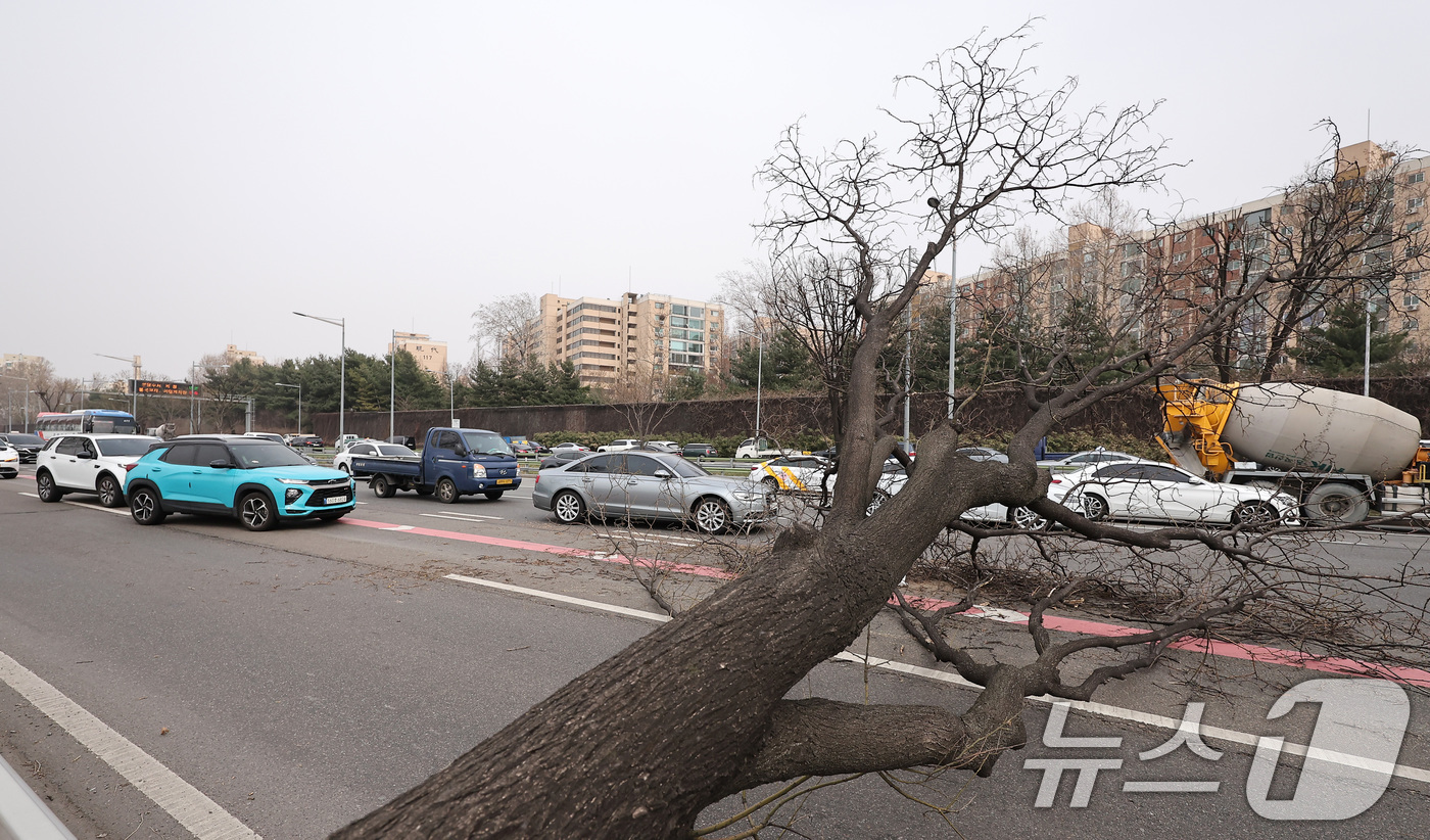 (서울=뉴스1) 김성진 기자 = 25일 서울 올림픽대로 김포방향 한남대교 인근에서 나무가 쓰러져 차량들이 서행하고 있다. 2025.3.25/뉴스1
