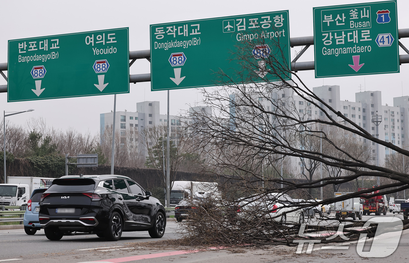 (서울=뉴스1) 김성진 기자 = 25일 서울 올림픽대로 김포방향 한남대교 인근에서 나무가 쓰러져 차량들이 서행하고 있다. 2025.3.25/뉴스1