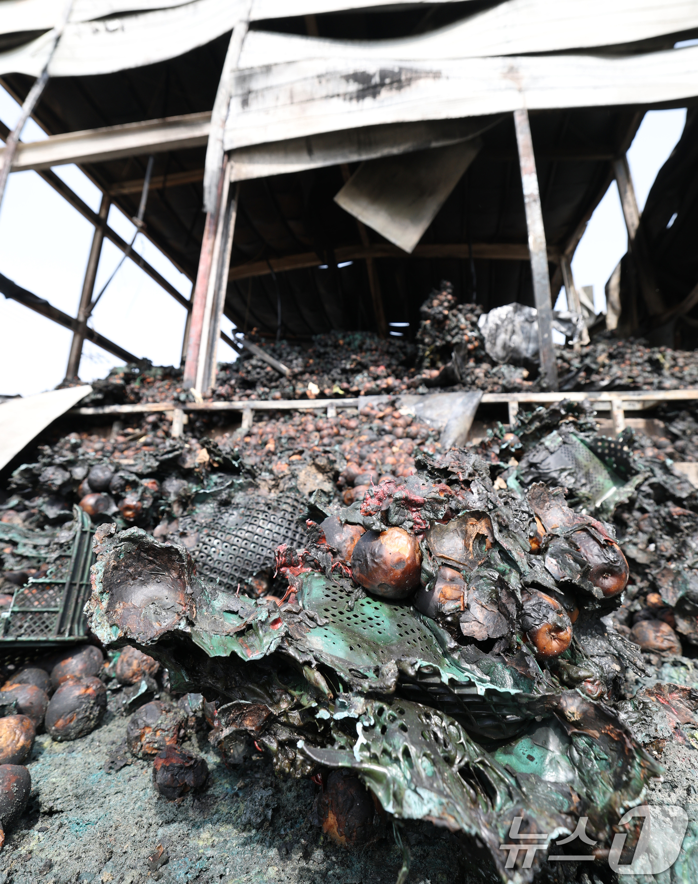 (의성=뉴스1) 김영운 기자 = 경북 의성 산불이 나흘째 이어지고 있는 25일 오후 경북 의성군 의성읍 중리리의 한 사과창고가 산불로 불에 타 내려앉았다. 2025.3.25/뉴스1 …