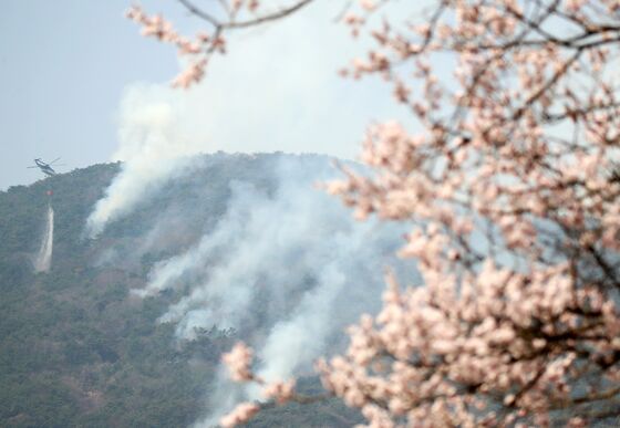 "괴물 산불에 빼앗긴 봄"…전국 꽃 축제 줄줄이 취소