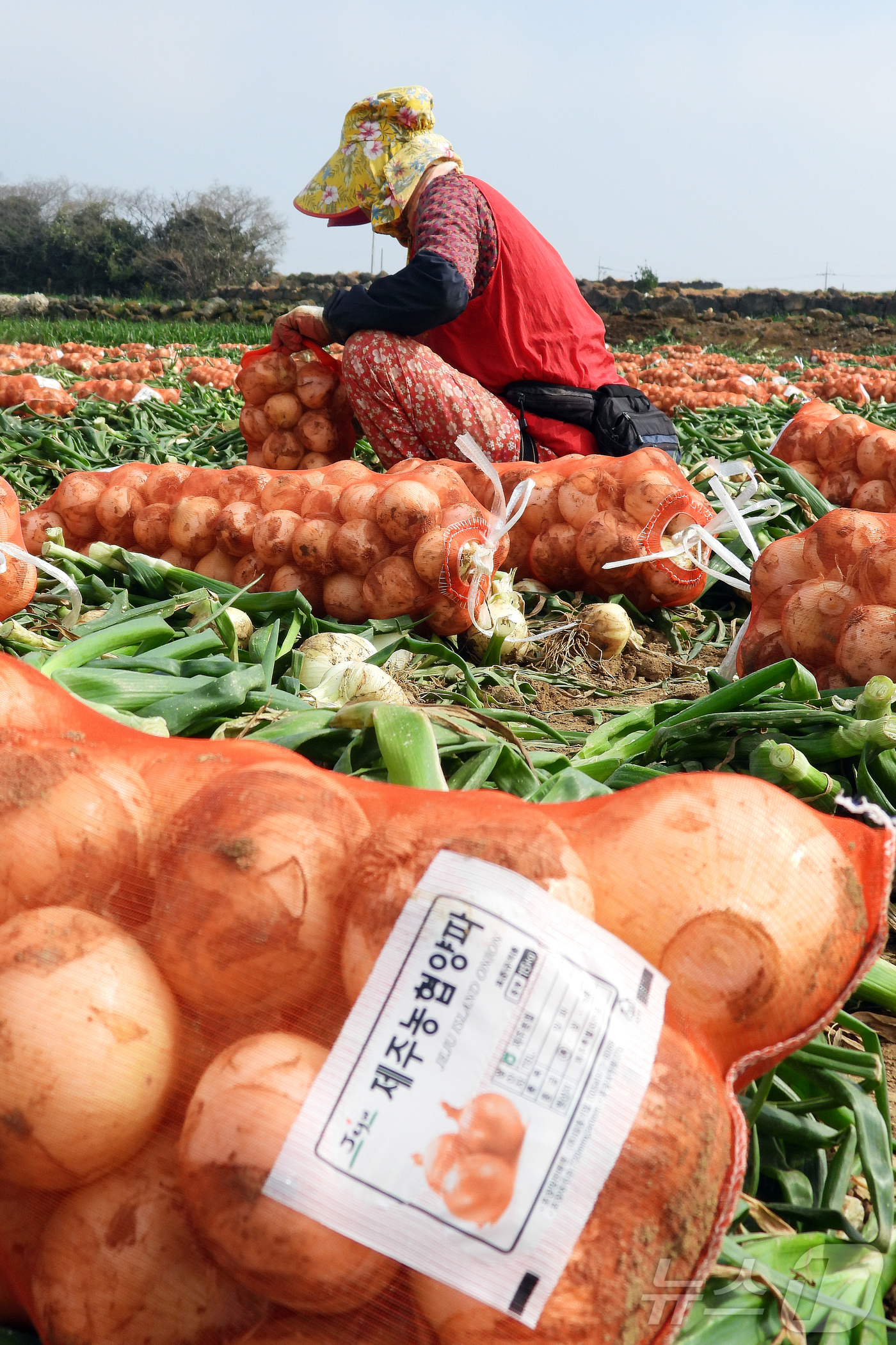 (서귀포=뉴스1) 오미란 기자 = 26일 오전 제주 서귀포시 대정읍 신도리의 한 양파밭에서 농민들이 조생종(일찍 성숙하는 품종) 양파를 수확해 출하하고 있다. 달고 아삭한 제주산 …