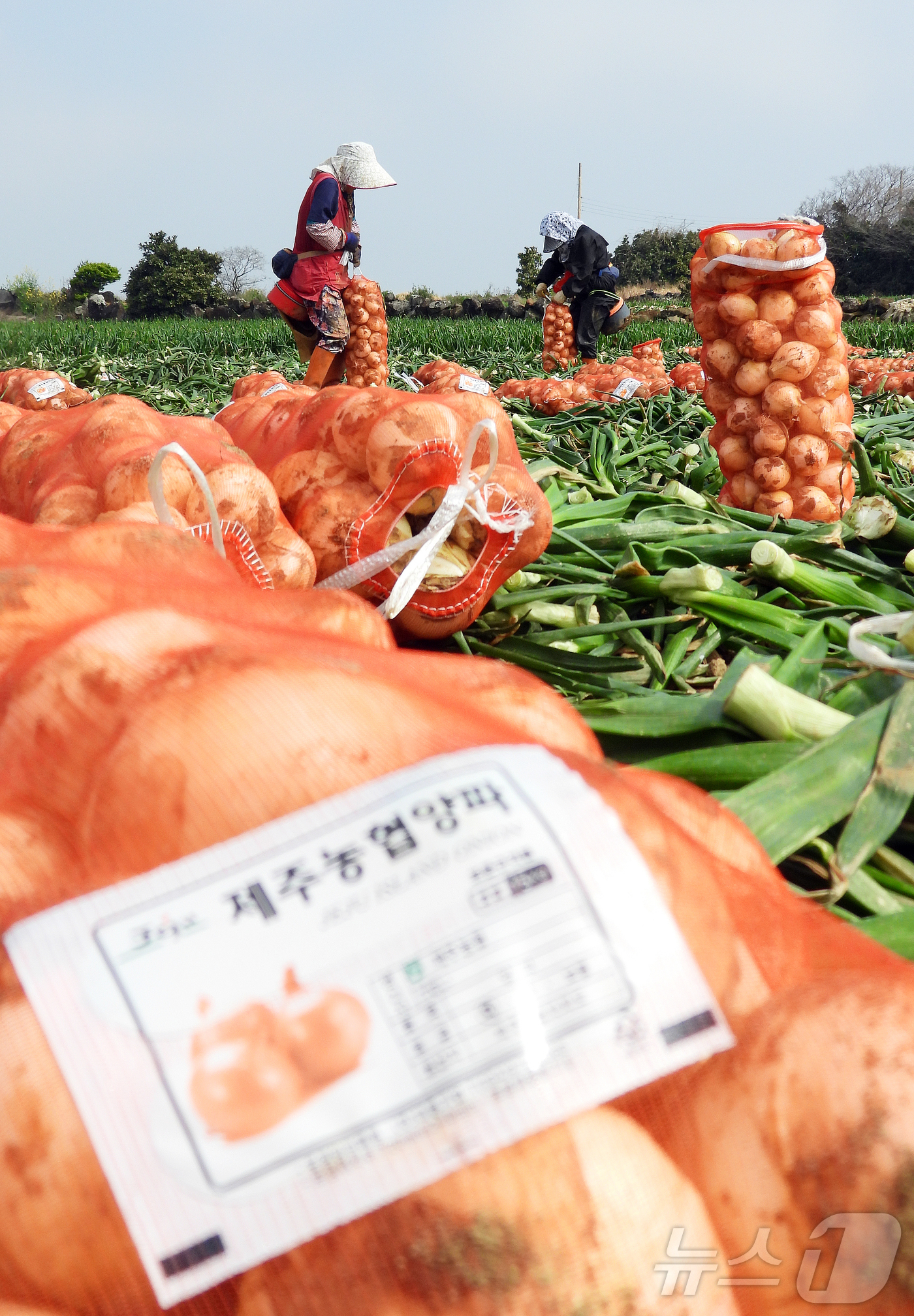 (서귀포=뉴스1) 오미란 기자 = 26일 오전 제주 서귀포시 대정읍 신도리의 한 양파밭에서 농민들이 조생종(일찍 성숙하는 품종) 양파를 수확해 출하하고 있다. 달고 아삭한 제주산 …