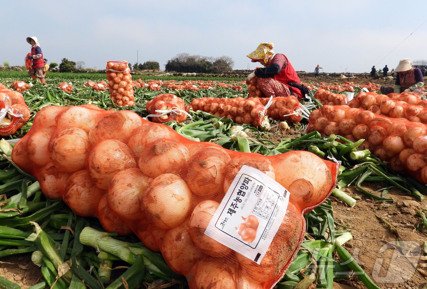 본문 이미지 - 제주 양파밭(자료사진)/뉴스1
