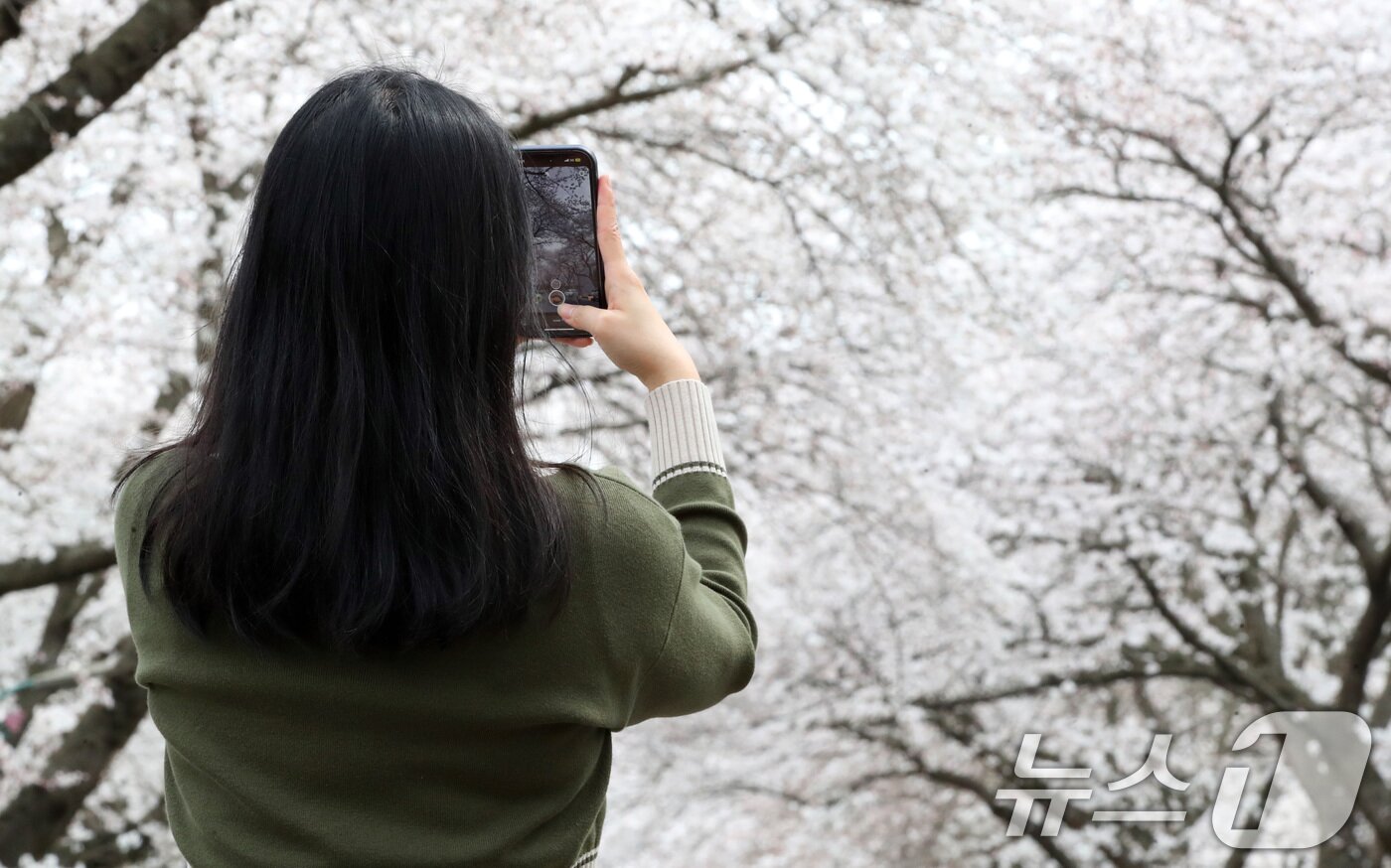 본문 이미지 - 벚꽃길로 유명한 제주시 아라동 제주대학교 진입로.(뉴스1 DB) ⓒ 뉴스1 오현지 기자