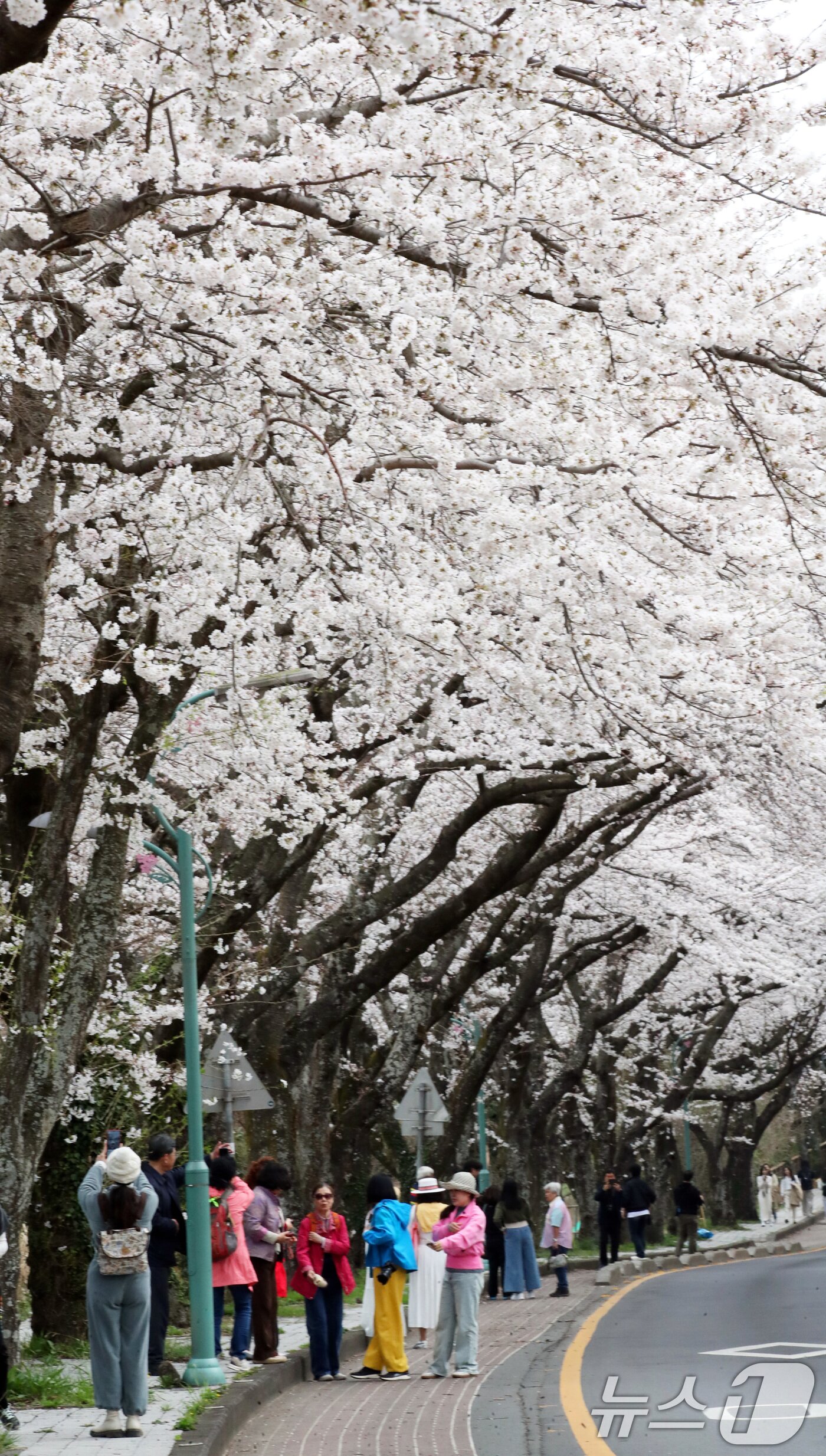 본문 이미지 - 평년보다 높은 기온을 보이고 있는 27일 오전 벚꽃길로 유명한 제주시 아라동 제주대학교 진입로에서 도민과 관광객들이 봄 정취를 즐기고 있다.  2025.3.27/뉴스1 ⓒ News1 오현지 기자